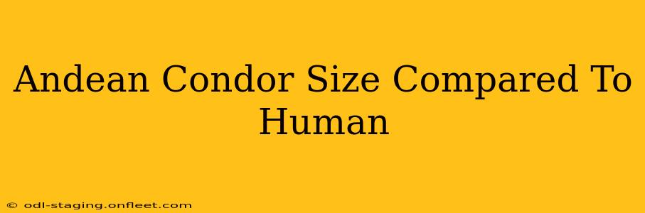 Andean Condor Size Compared To Human