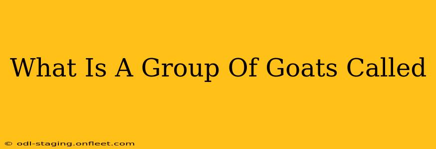 What Is A Group Of Goats Called