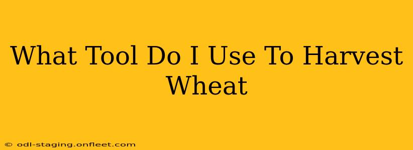 What Tool Do I Use To Harvest Wheat